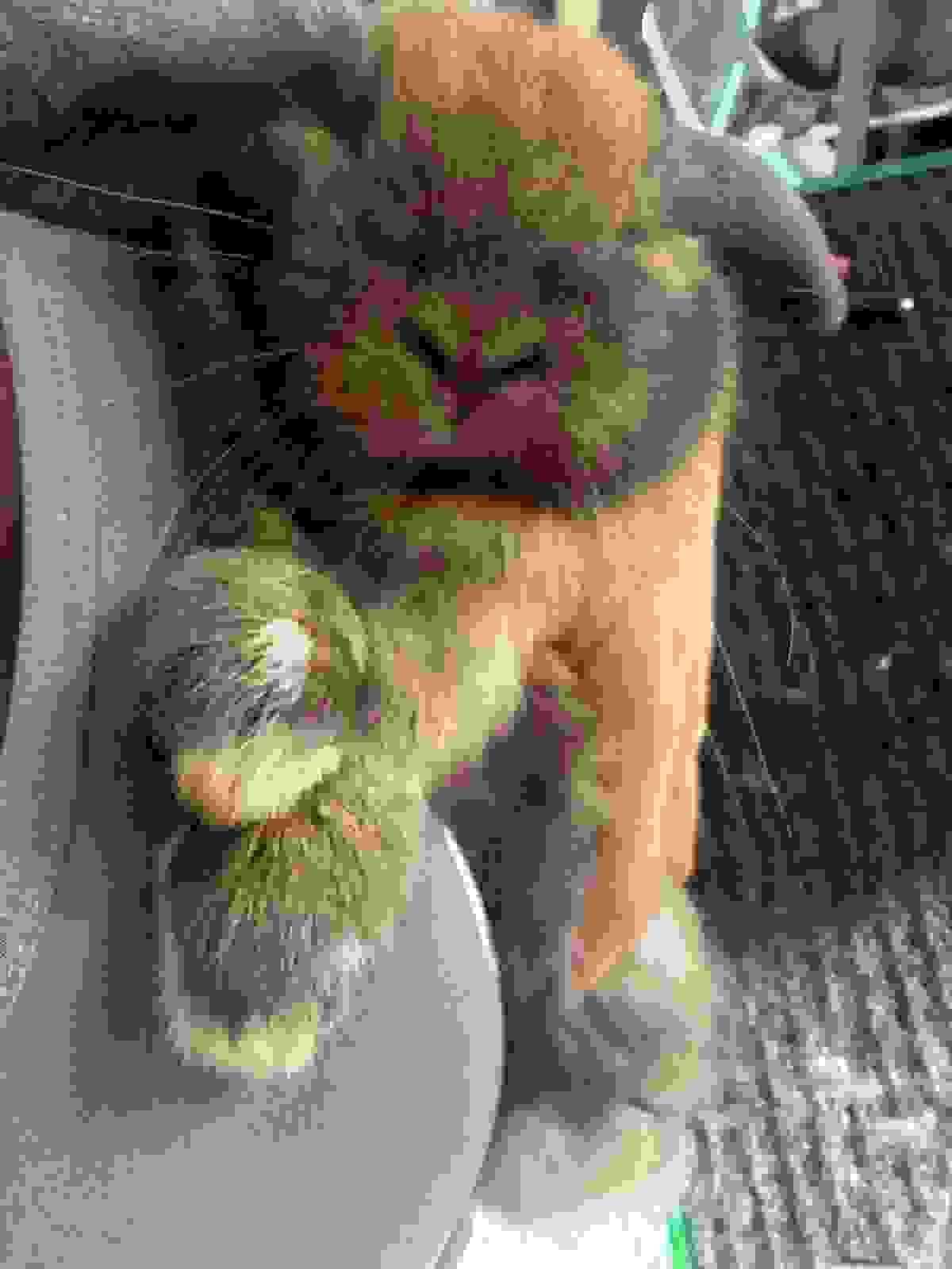 broken image