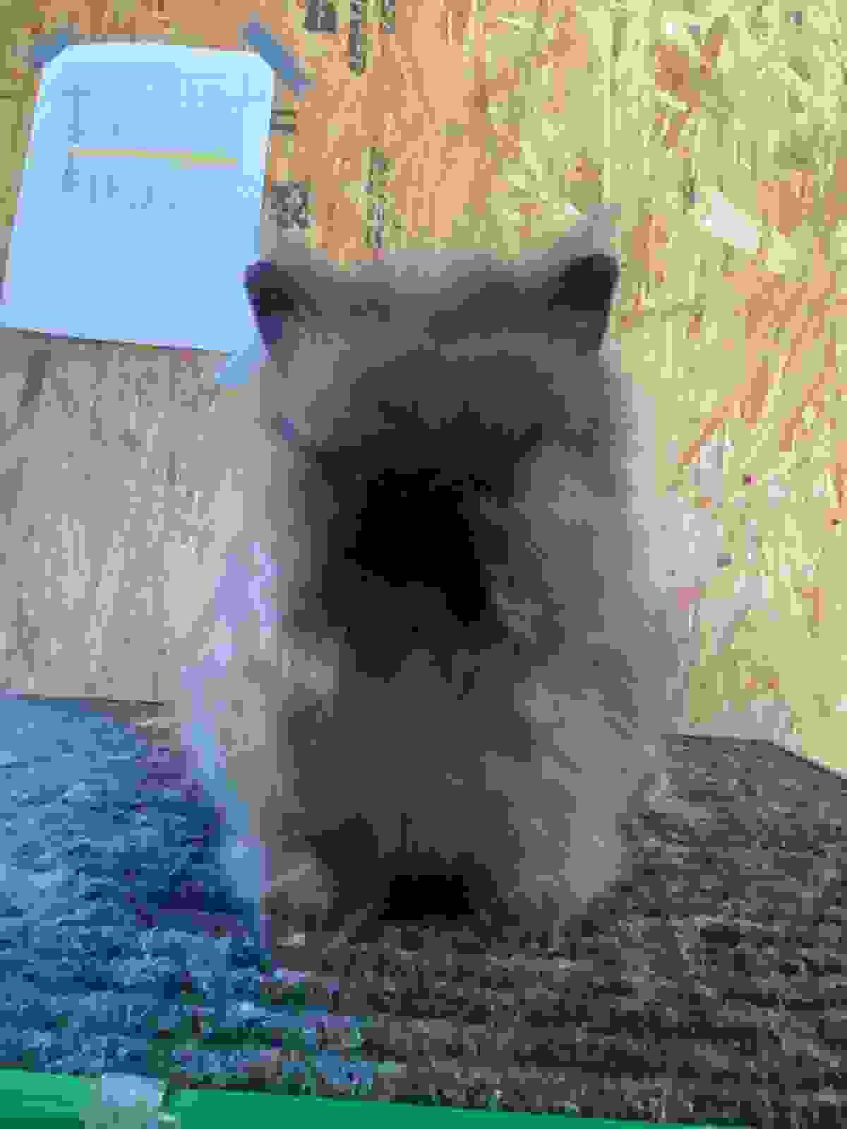 Section image