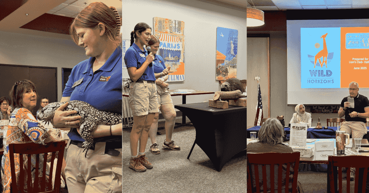 Dallas Zoo animal ambassador visit with penguin and owl at Dallas Founder Lions Club meeting focused on conservation and community service.