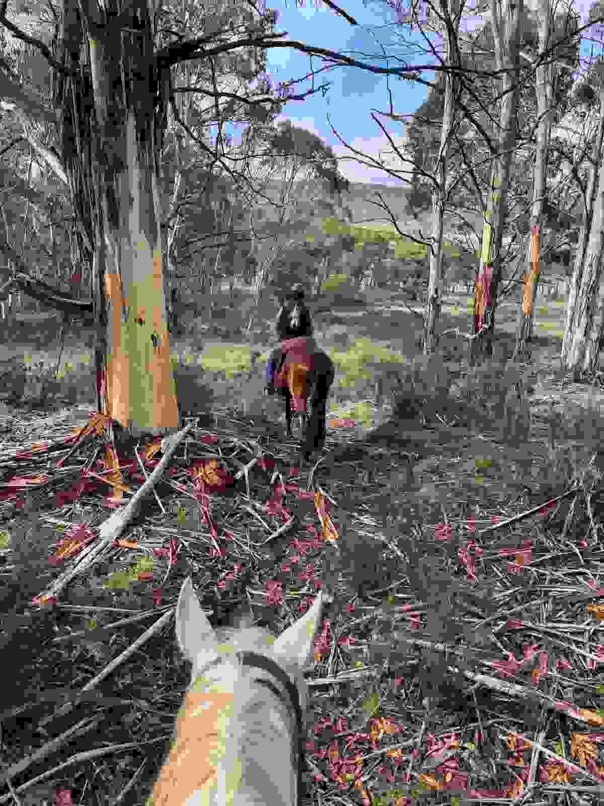Section image