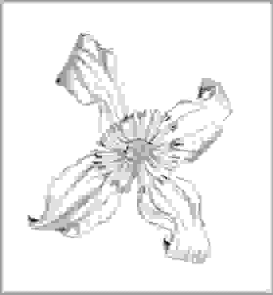 Natuur tekening, botanische tekening tomaat