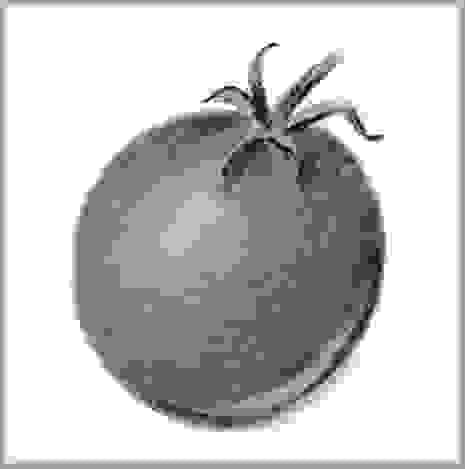 Natuur tekening, botanische tekening tomaat Natuur tekening, botanische tekening tomaat