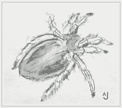 Natuur tekening, spin door Arija Jansen in haar nature journal Natuur tekening, spin door Arija Jansen in haar nature journal