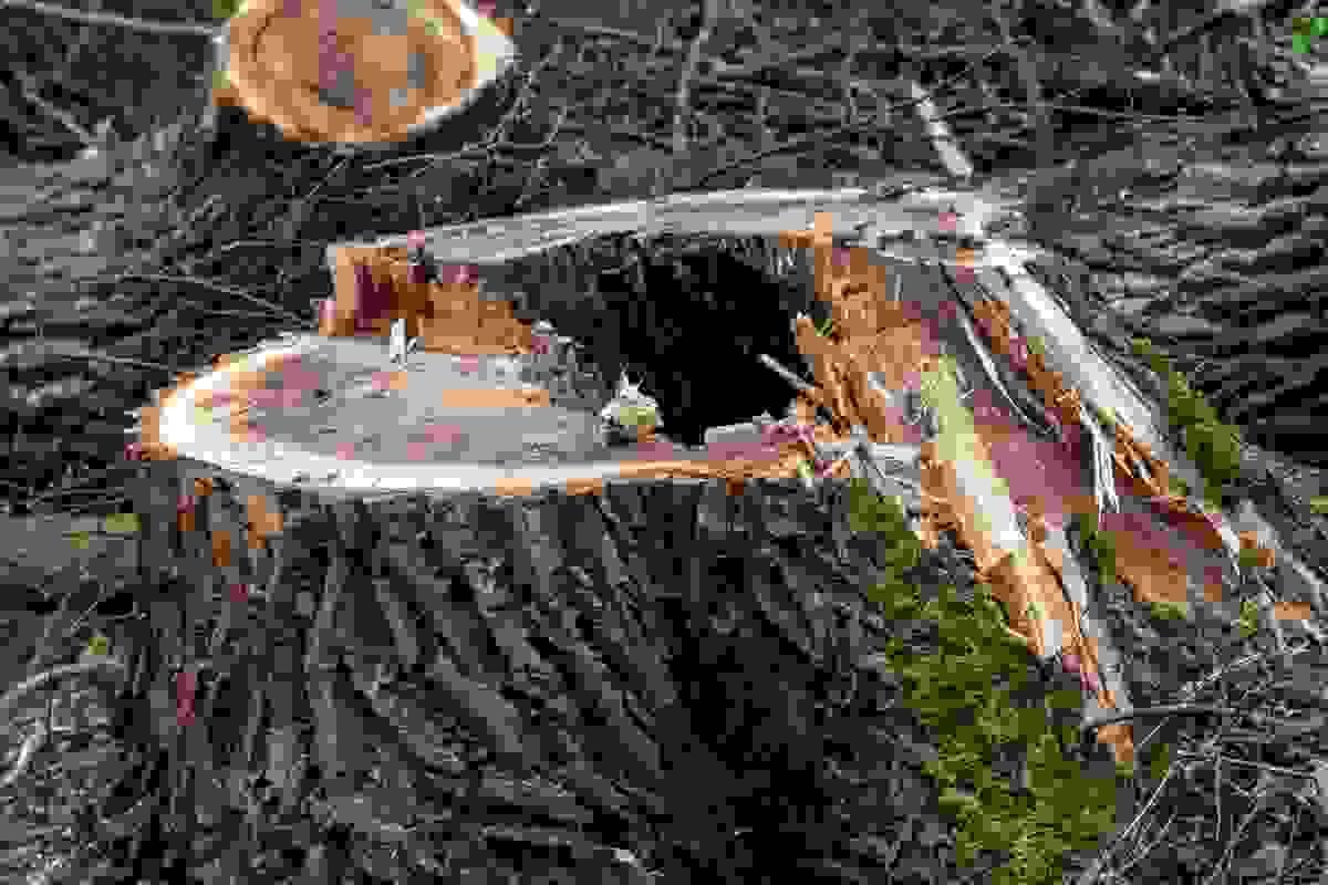 broken image