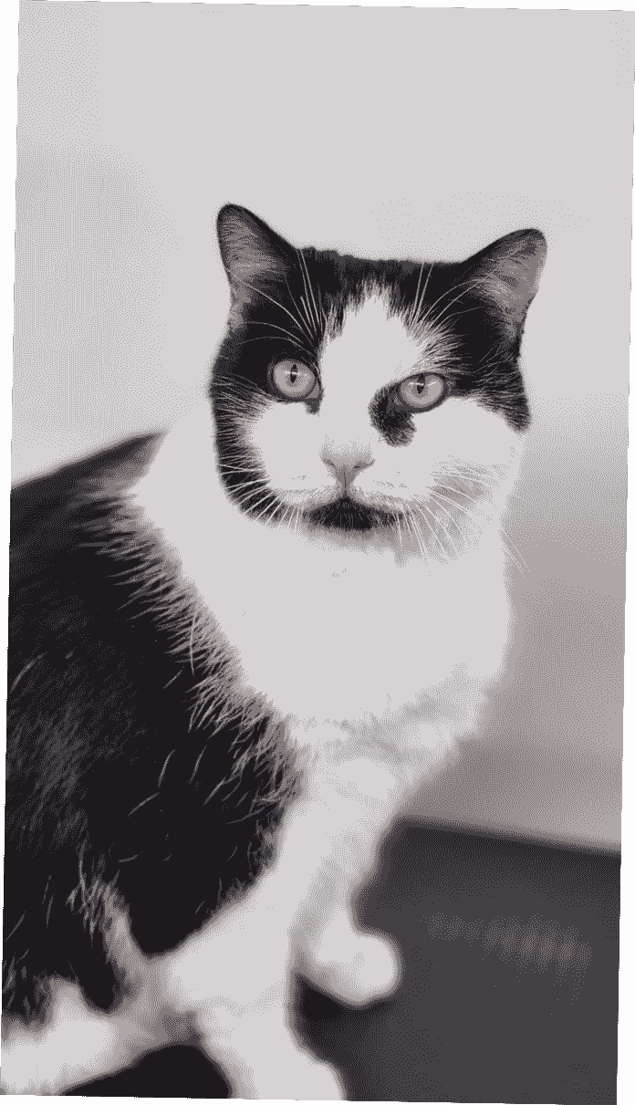 cat-groomed-with-mobile-pet-grooming