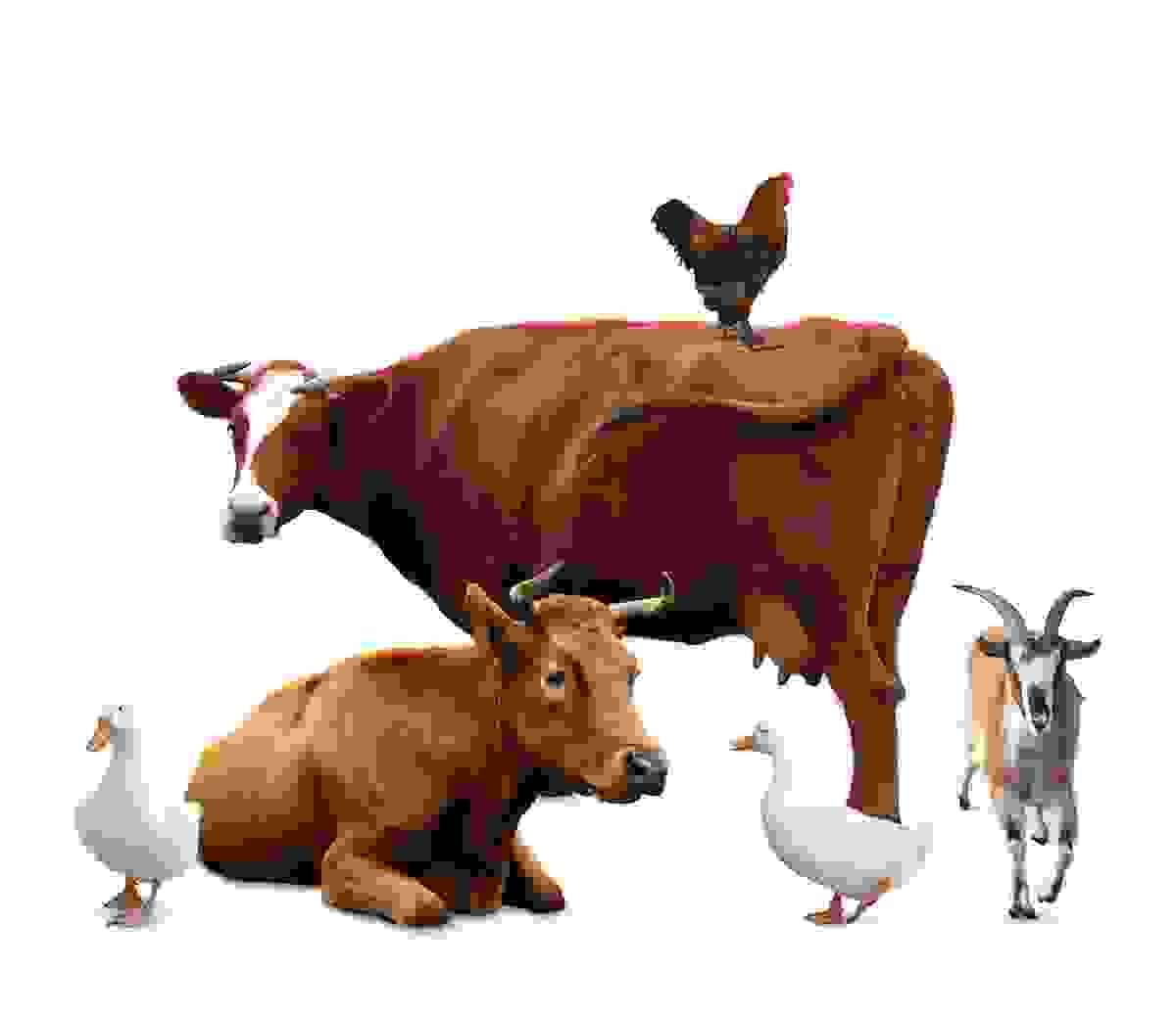 Our platform offers a rich selection of livestock, including cattle, sheep, and pigs. Users can choose suitable livestock for purchase according to their needs, enjoying a personalized breeding experience. Diverse livestock selection What are we doing An agricultural shopping platform, the products sold are livestock, cattle, sheep, pigs, etc. After users select products and pay for them, they can choose to raise and receive the goods. If they choose to receive the goods, the products will be delivered to the user. If they choose to raise, then the purchased livestock will not be delivered to the user for the time being. At this time, the purchased livestock can produce a certain amount of fmc digital tokens every day, and the user will obtain fmc digital tokens. The digital tokens fmc obtained by the user can also be sold to the platform based on the real-time virtual currency price to gain profits.