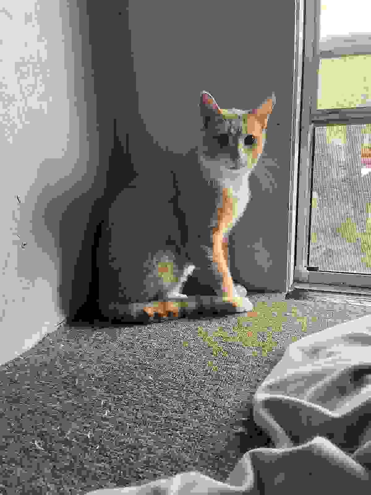 In addition to TNR, we facilitate the adoption of socialized stray cats to loving homes. Adoption Services What We Do We are primarily a TNR (Trap/Neuter/Return) organization looking after the feral cat population in Southeast Saskatchewan but we handle other cat related projects as well. In addition to TNR, we facilitate the adoption of socialized stray cats to loving homes. Adoption Services What We Do We are primarily a TNR (Trap/Neuter/Return) organization looking after the feral cat population in Southeast Saskatchewan but we handle other cat related projects as well.