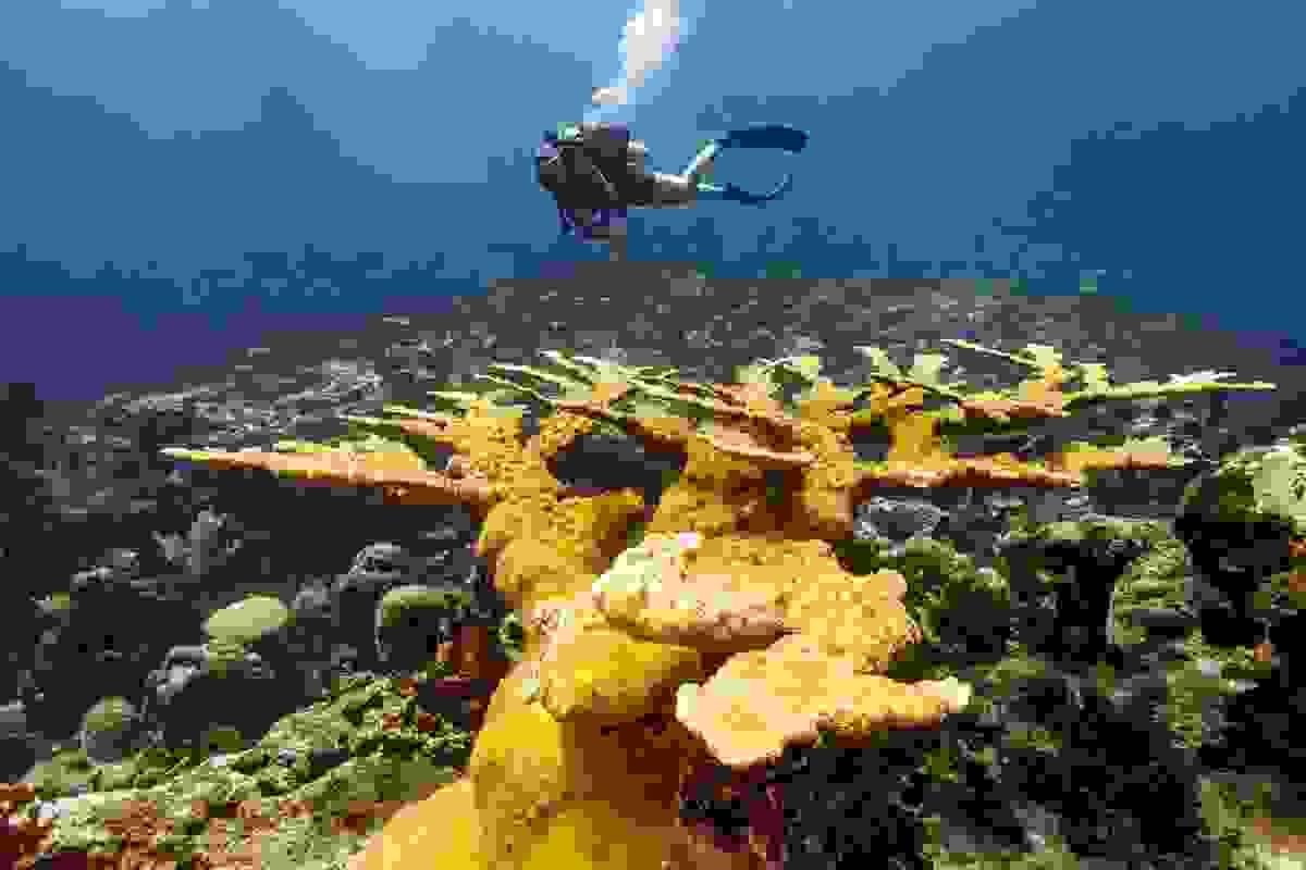 Photo credit: Patricia Guaridola @amoredimare_uw Photo credit: Patricia Guaridola @amoredimare_uw