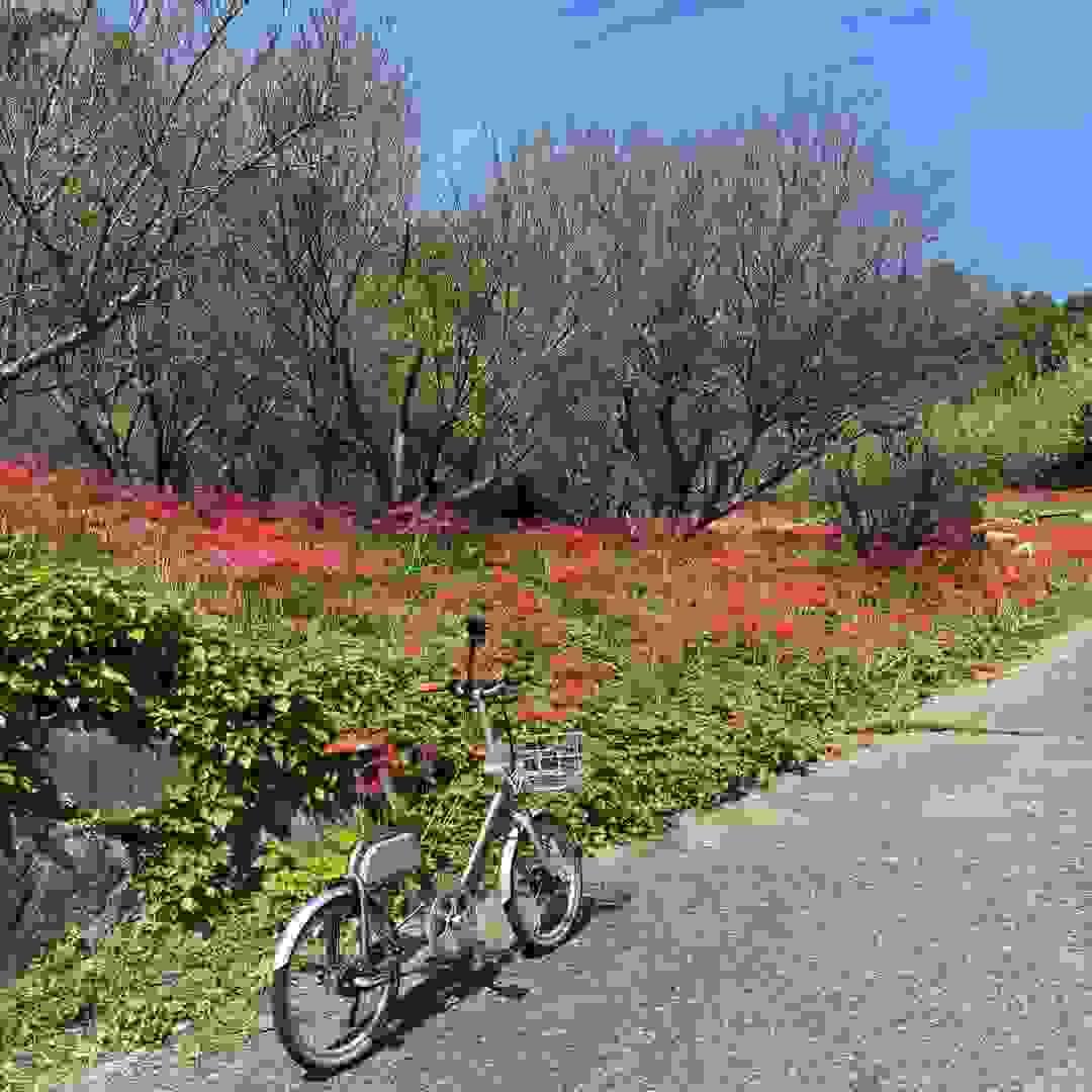 Section image