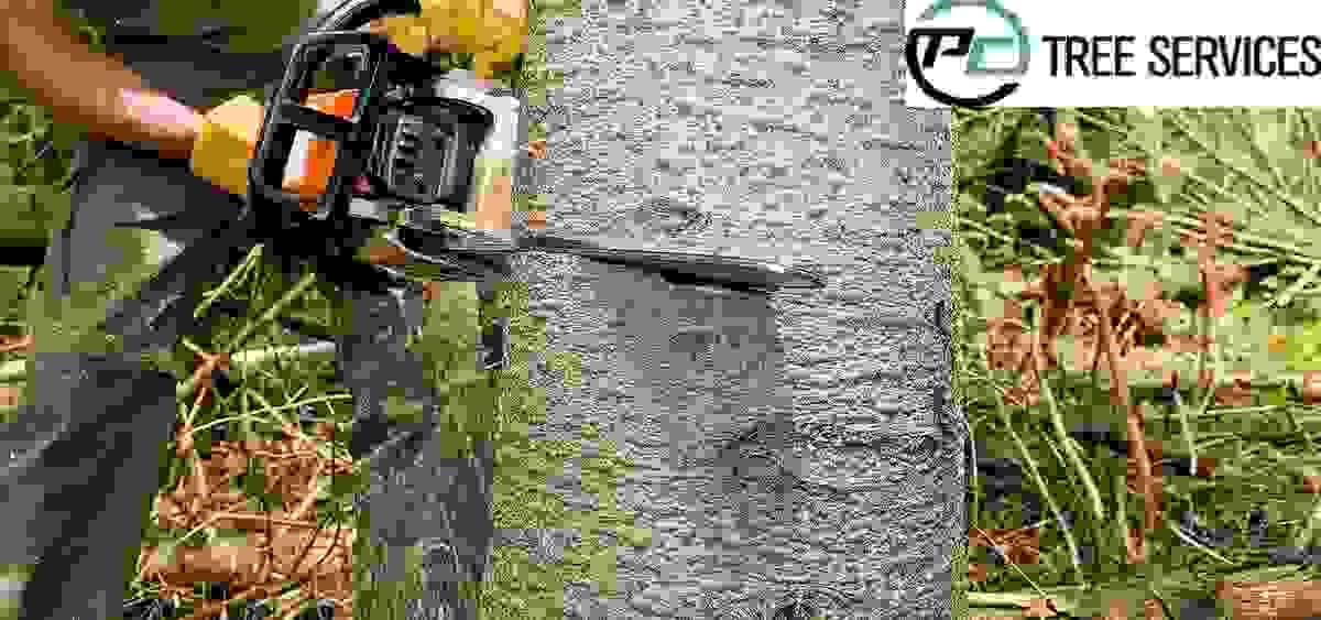 5 Signs You Need To Call An Arborist For Your Trees S...