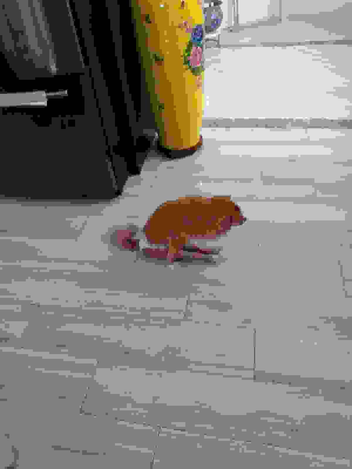 broken image