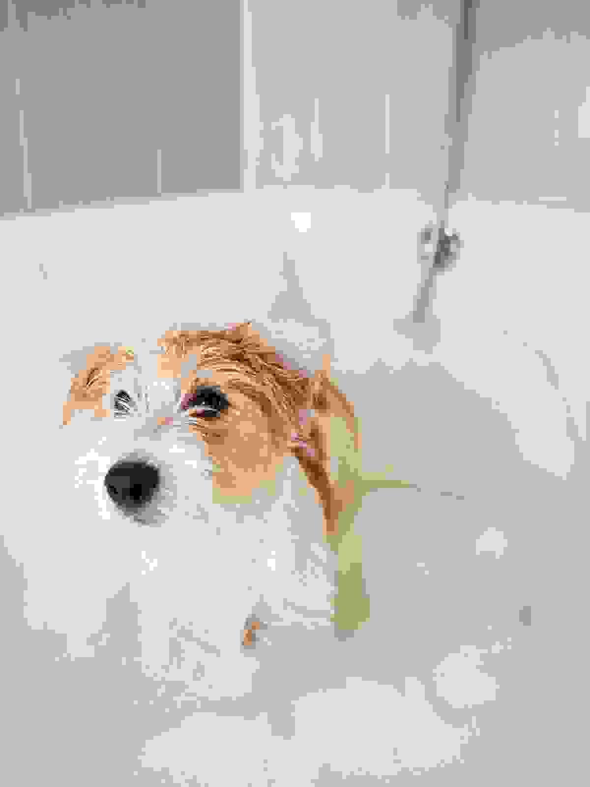 Provide multiple washing modes, adjust water pressure and temperature according to different hair types and body sizes, ensure the cleaning effect is optimal. intelligent cleaning Our function Pet Automatic Washing Machine Business Introduction 1. Product Overview The automatic washing machine is an intelligent device designed specifically for pet stores, beauty salons, and individual households. It can automatically complete pet washing, drying, and other care processes, improving washing efficiency, reducing labor costs, and ensuring the comfort and safety of pets. 2. Target Market Pet Stores and Beauty Salons: Improve washing efficiency, reduce manual operation risks, and increase customer satisfaction. Pet Hospitals: Used for cleaning pets, improving hygiene standards, suitable for post-operative care. Individual Households: Provide convenient home pet cleaning solutions, suitable for families with multiple pets. 3. Main Functions ✅ Intelligent Washing: Multiple modes (such as deep cleaning, quick wash, sensitive skin mode) can adjust water pressure and temperature according to pet hair type and size. ✅ Automatic Drying: Constant temperature drying, reducing pet anxiety, avoiding overheating issues with handheld hair dryers. ✅ Eco-friendly Water Use: Efficient filtration and circulation technology, saving water usage and reducing costs. ✅ Sterilization and Disinfection: Built-in UV sterilization function, ensuring cleanliness and hygiene, reducing the risk of skin diseases. ✅ Intelligent Control: APP remote operation, providing real-time monitoring and personalized settings. 4. Competitive Advantages 🔹 Save Time and Labor: Compared to traditional hand washing, saves an average of over 50% of time. 🔹 Reduce Pet Anxiety: Low noise design, reducing discomfort for pets during bathing. 🔹 Simple Operation: One-click start, no professional training required to get started. 🔹 Diverse Revenue Opportunities: Can be combined with membership systems, one-time charges, etc., to increase profits. 5. Marketing Strategy 📌 B2B Cooperation: Collaborate with pet stores and beauty salons to provide rental or sales solutions. 📌 B2C Promotion: Targeting pet-owning families, selling through e-commerce platforms, social media, and physical channels. 📌 Experiential Marketing: Hold free trial activities to enhance market acceptance and brand awareness. 6. Investment and Revenue Analysis Equipment Cost: Price ranges from NT300000 New Taiwan Dollars Payback Period: Based on customer usage frequency, expected to break even within 18 months Profit Model: Equipment sales + consumable sales + maintenance services 7. Future Development Direction 🔸 Increase AI Functions: Use AI to identify pet breeds and provide personalized washing and care suggestions. 🔸 Expand Market: Enter emerging fields such as pet-friendly hotels and pet cafes. 🔸 Smart Networking: Integrate with other smart pet devices to create a complete smart pet care system. Provide multiple washing modes, adjust water pressure and temperature according to different hair types and body sizes, ensure the cleaning effect is optimal. intelligent cleaning Our function Pet Automatic Washing Machine Business Introduction 1. Product Overview The automatic washing machine is an intelligent device designed specifically for pet stores, beauty salons, and individual households. It can automatically complete pet washing, drying, and other care processes, improving washing efficiency, reducing labor costs, and ensuring the comfort and safety of pets. 2. Target Market Pet Stores and Beauty Salons: Improve washing efficiency, reduce manual operation risks, and increase customer satisfaction. Pet Hospitals: Used for cleaning pets, improving hygiene standards, suitable for post-operative care. Individual Households: Provide convenient home pet cleaning solutions, suitable for families with multiple pets. 3. Main Functions ✅ Intelligent Washing: Multiple modes (such as deep cleaning, quick wash, sensitive skin mode) can adjust water pressure and temperature according to pet hair type and size. ✅ Automatic Drying: Constant temperature drying, reducing pet anxiety, avoiding overheating issues with handheld hair dryers. ✅ Eco-friendly Water Use: Efficient filtration and circulation technology, saving water usage and reducing costs. ✅ Sterilization and Disinfection: Built-in UV sterilization function, ensuring cleanliness and hygiene, reducing the risk of skin diseases. ✅ Intelligent Control: APP remote operation, providing real-time monitoring and personalized settings. 4. Competitive Advantages 🔹 Save Time and Labor: Compared to traditional hand washing, saves an average of over 50% of time. 🔹 Reduce Pet Anxiety: Low noise design, reducing discomfort for pets during bathing. 🔹 Simple Operation: One-click start, no professional training required to get started. 🔹 Diverse Revenue Opportunities: Can be combined with membership systems, one-time charges, etc., to increase profits. 5. Marketing Strategy 📌 B2B Cooperation: Collaborate with pet stores and beauty salons to provide rental or sales solutions. 📌 B2C Promotion: Targeting pet-owning families, selling through e-commerce platforms, social media, and physical channels. 📌 Experiential Marketing: Hold free trial activities to enhance market acceptance and brand awareness. 6. Investment and Revenue Analysis Equipment Cost: Price ranges from NT300000 New Taiwan Dollars Payback Period: Based on customer usage frequency, expected to break even within 18 months Profit Model: Equipment sales + consumable sales + maintenance services 7. Future Development Direction 🔸 Increase AI Functions: Use AI to identify pet breeds and provide personalized washing and care suggestions. 🔸 Expand Market: Enter emerging fields such as pet-friendly hotels and pet cafes. 🔸 Smart Networking: Integrate with other smart pet devices to create a complete smart pet care system.