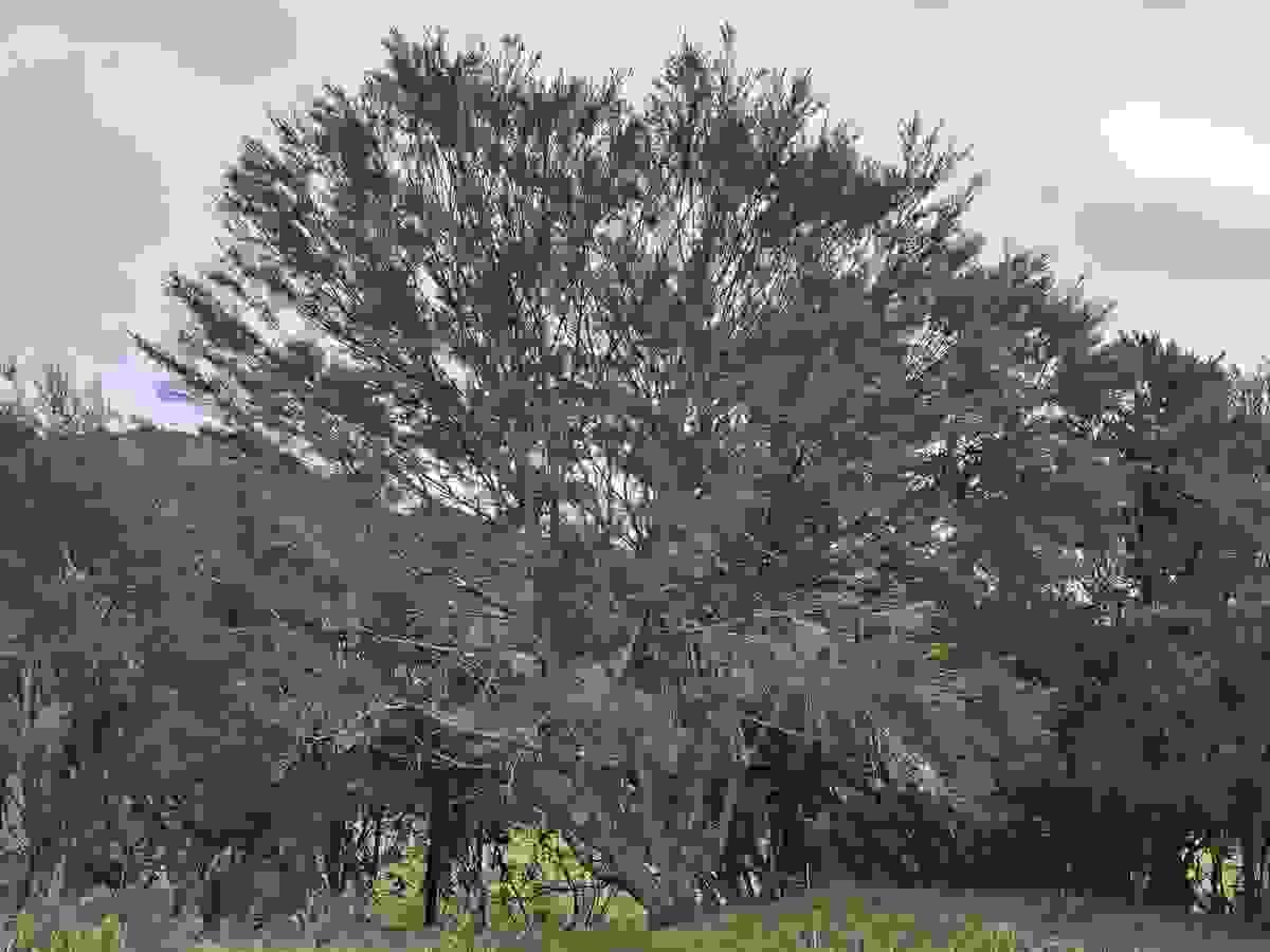 Section image