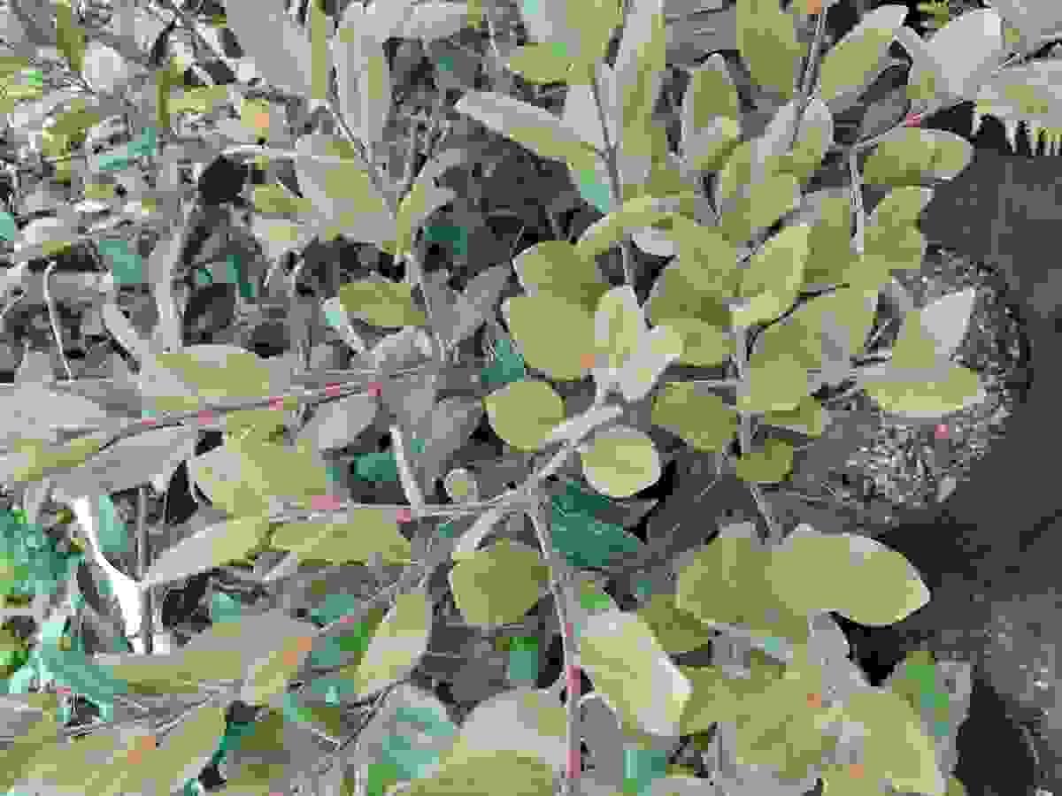 Section image