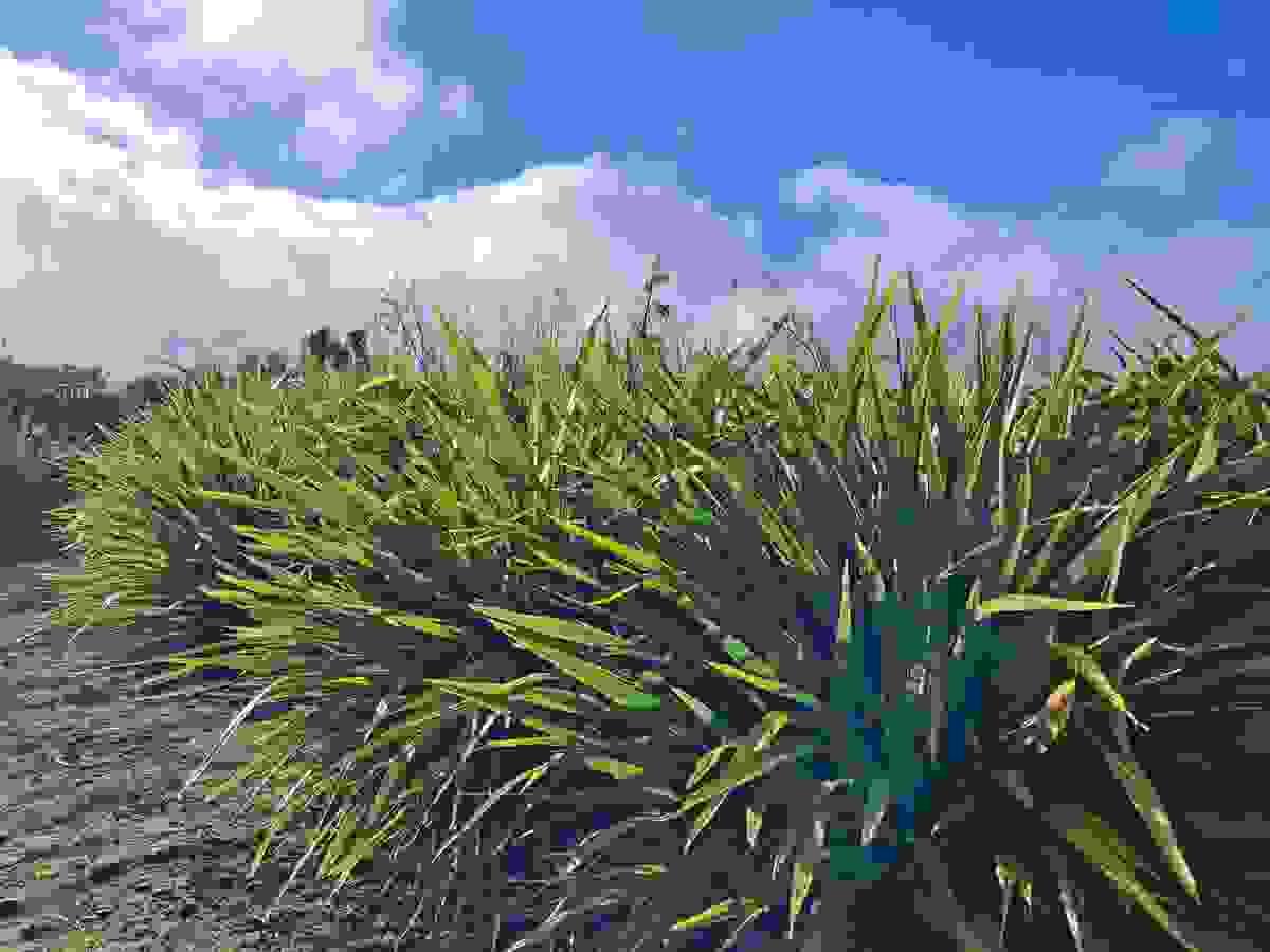 Section image