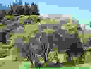 Section image