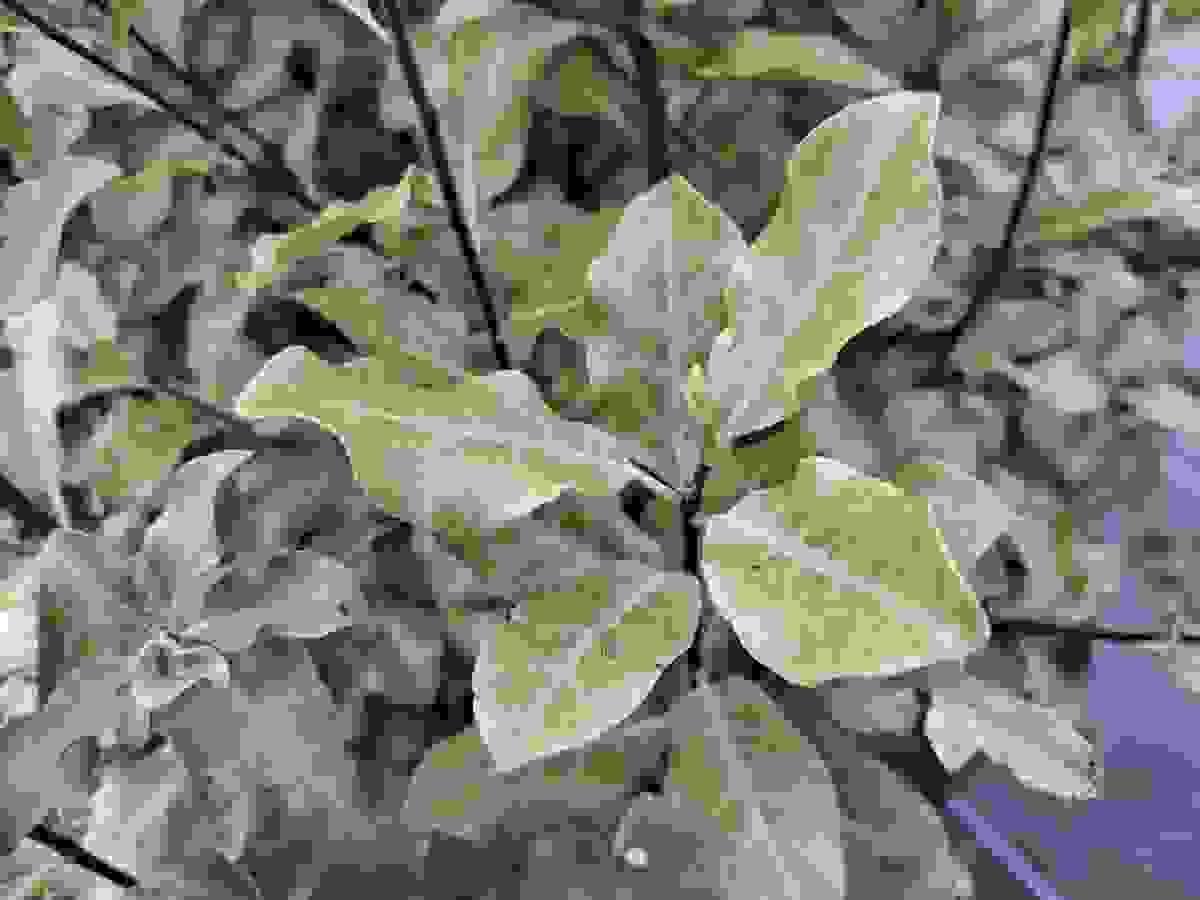 Section image