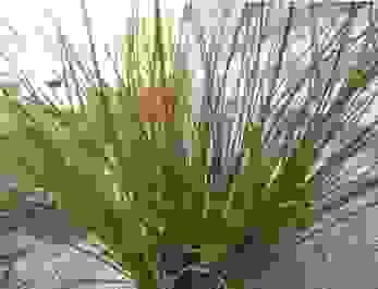 Section image