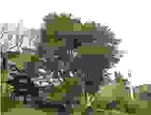 Section image