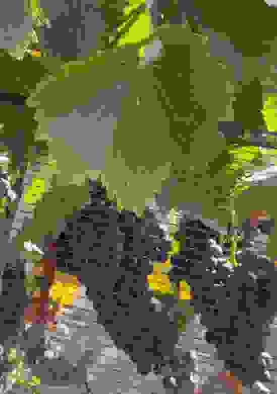 Section image