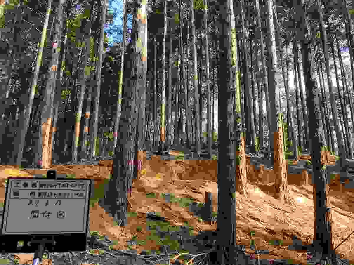 Section image