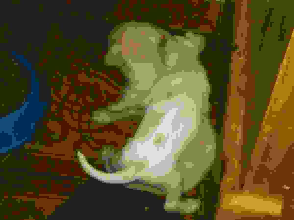 broken image