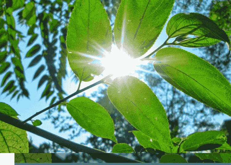 We integrate person-centred therapy, CBT, and mindfulness to support your journey towards healing and self-discovery. Holistic Approach What We Offer Warm nurturing supportive online and Walk and Talk counselling. collaborative, holistic. Using person centred and CBT and mindfullness. I want to show natural tranquil.