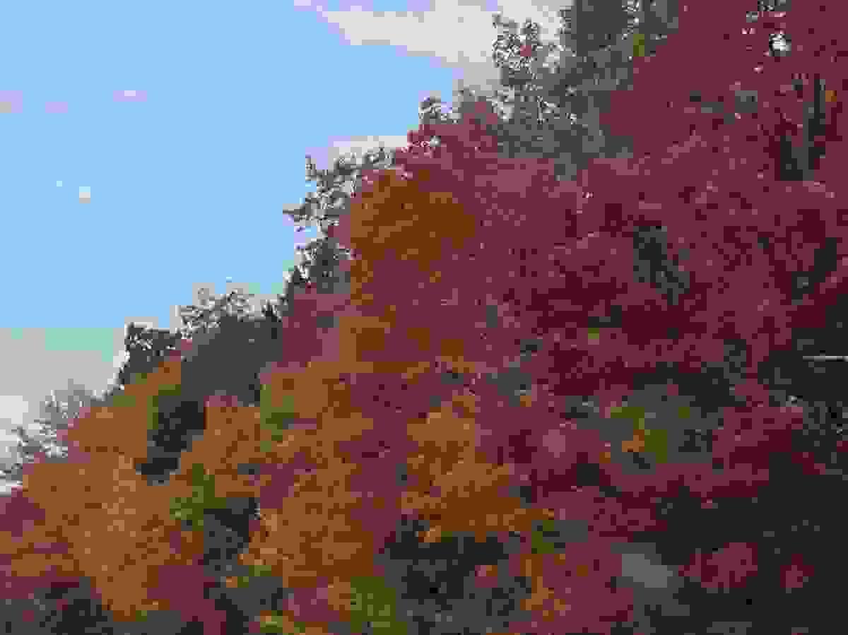 Section image
