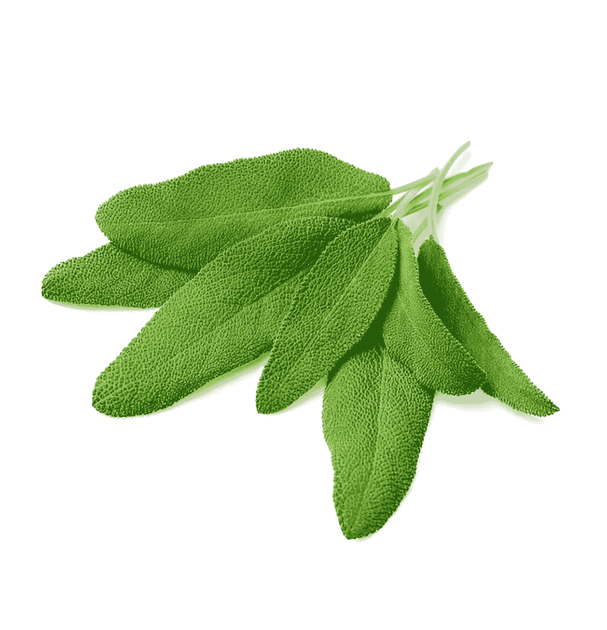 Sage