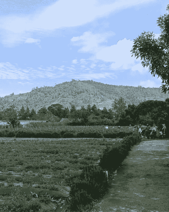 Gathering kantor di kebun