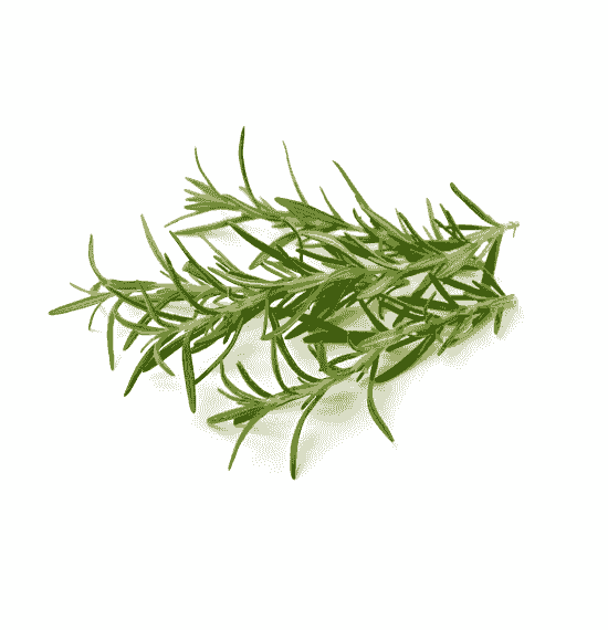 Rosemary