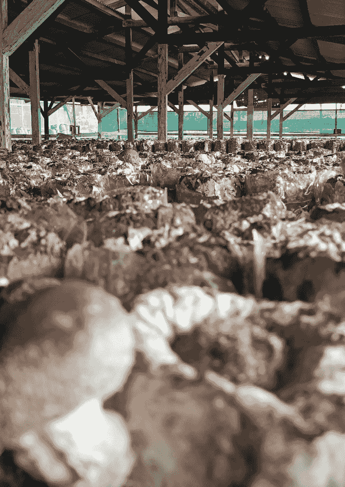 Kebun Jamur Shiitake