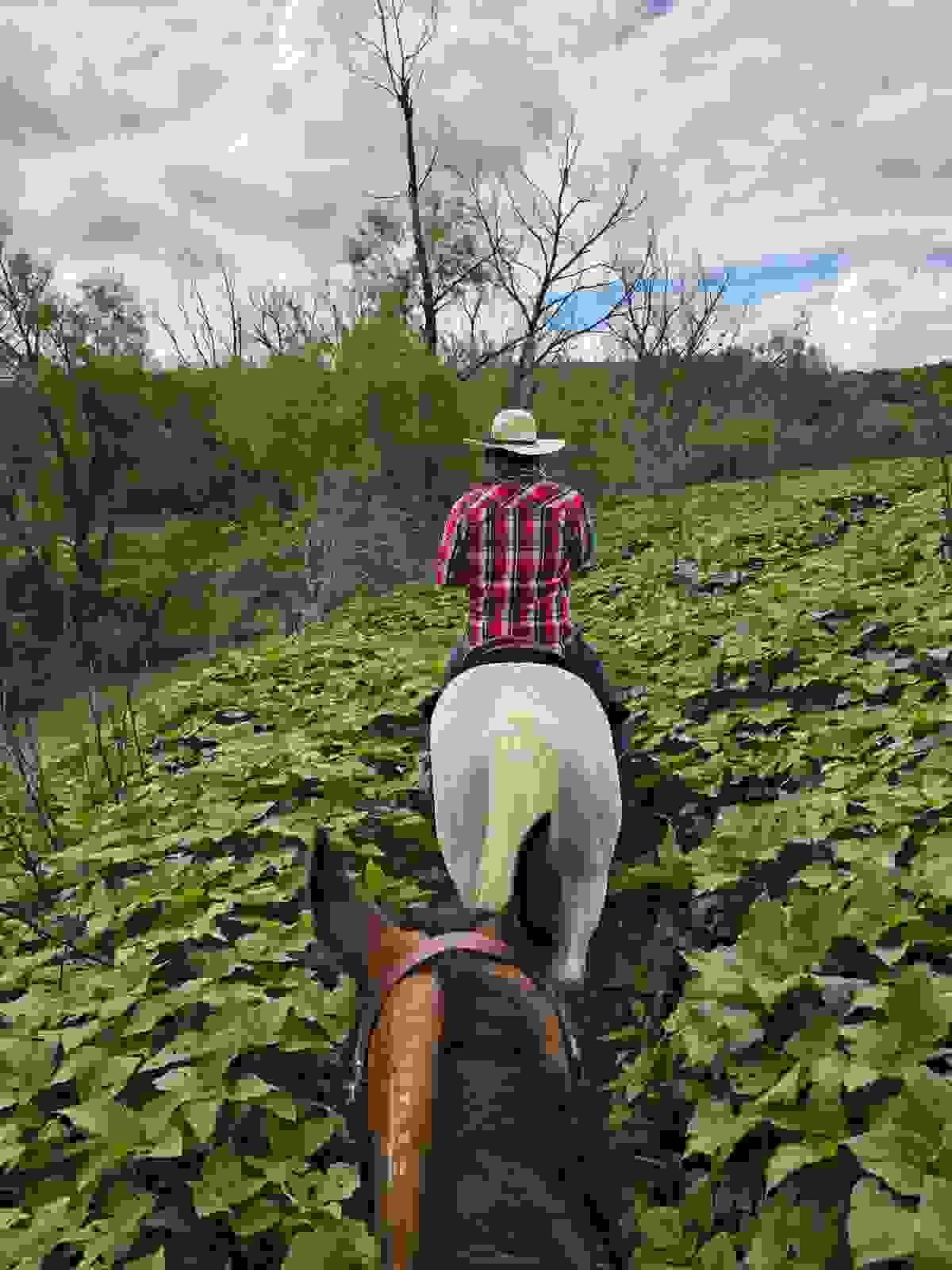 Two horseback riders on a lush river trail near San Miguel de Allende, with sunflowers growing knee-high and dense green foliage narrowing the path.  Roberto, on flea bitten gray Quarter Horse Morita, leads the way beside the river, followed by Kalypso, a Kiger Mustang mare with a visible BLM brand.