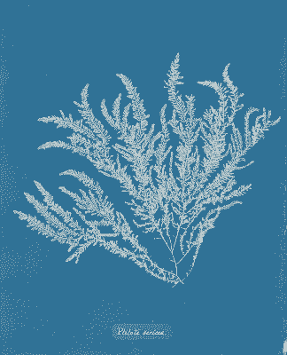 Photobooks By Women Anna Atkins Cyanotype British Algae Photobooks By Women Anna Atkins Cyanotype British Algae