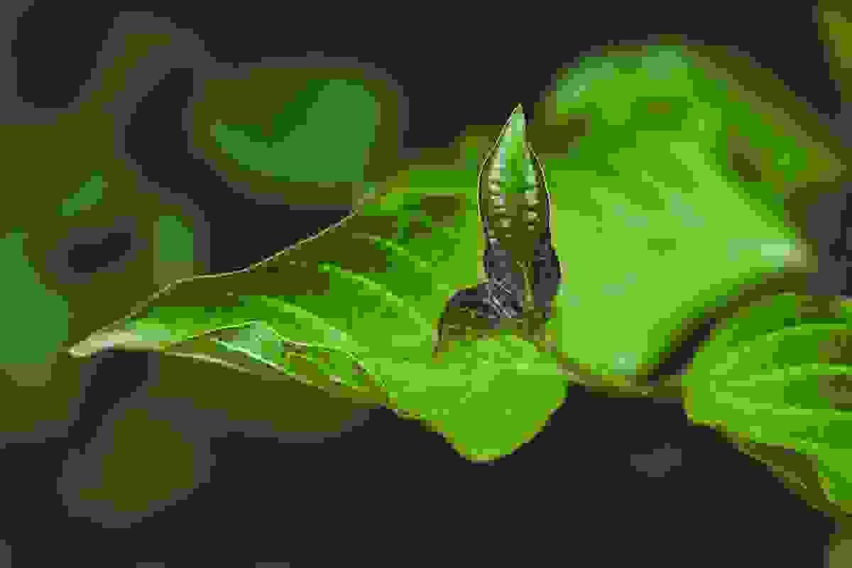 broken image