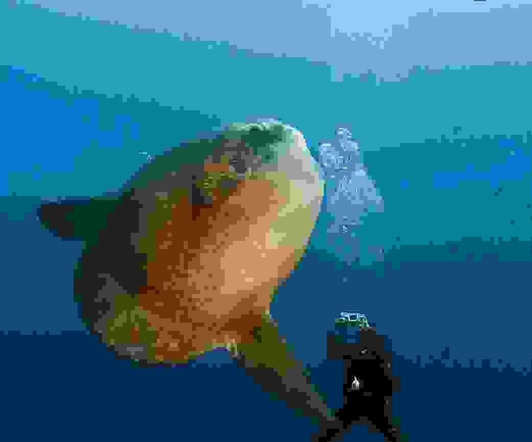 Plongeur photographiant le rare mola-mola à Crystal Bay, Nusa Penida. Plongeur photographiant le rare mola-mola à Crystal Bay, Nusa Penida.