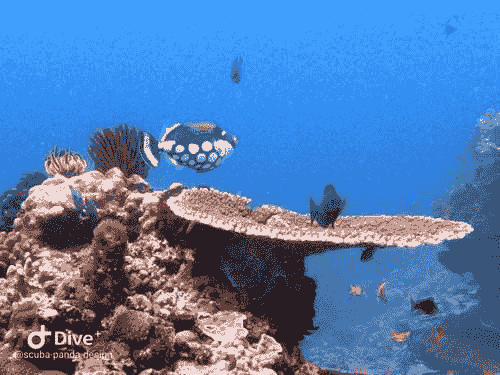 Balliste clown coloré et coraux sur le récif de Crystal Bay, Nusa Penida. Balliste clown coloré et coraux sur le récif de Crystal Bay, Nusa Penida.