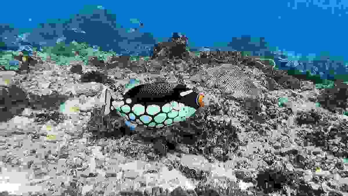 Baliste clown prenant la pose sur le récif de Karang Sari à Nusa Penida Baliste clown prenant la pose sur le récif de Karang Sari à Nusa Penida