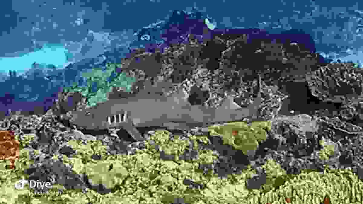 Requin bambou aperçu à Manta Point, Nusa Penida Requin bambou aperçu à Manta Point, Nusa Penida