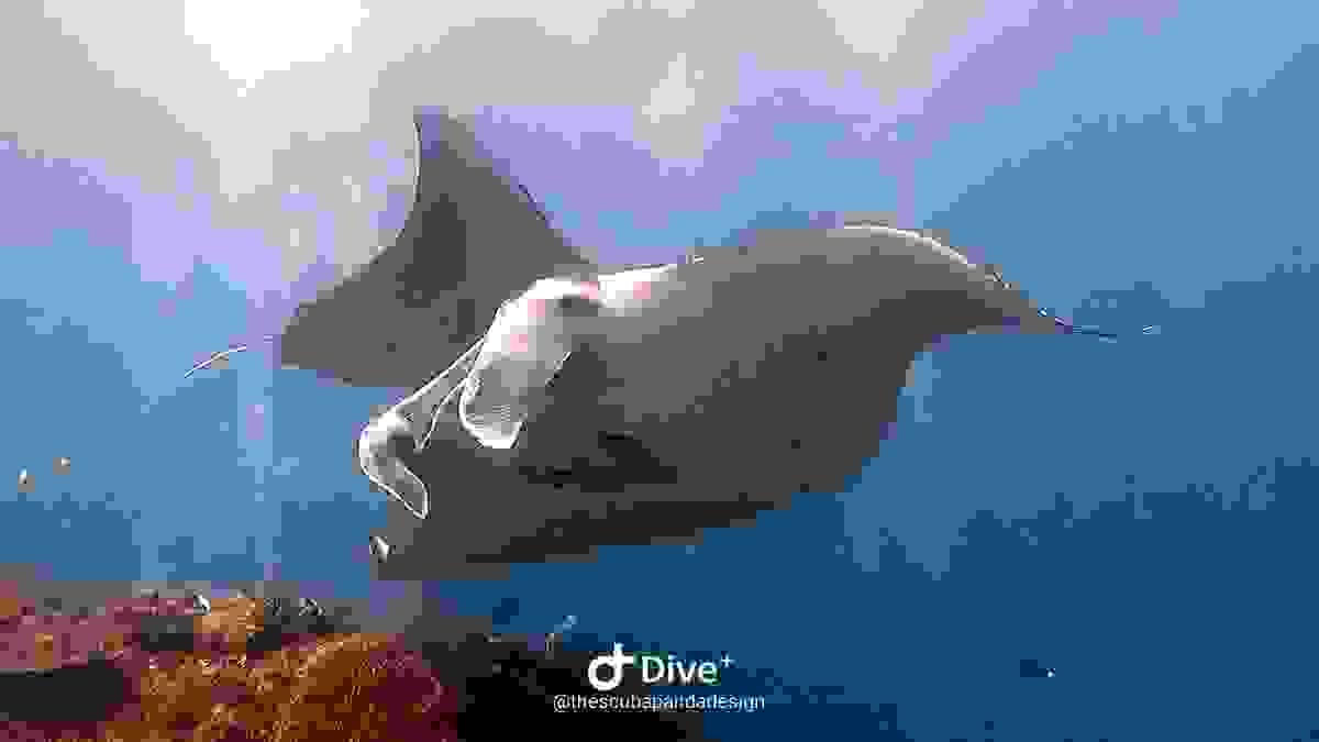 Raies mantas à Manta Point. Nusa Penida Raies mantas à Manta Point. Nusa Penida