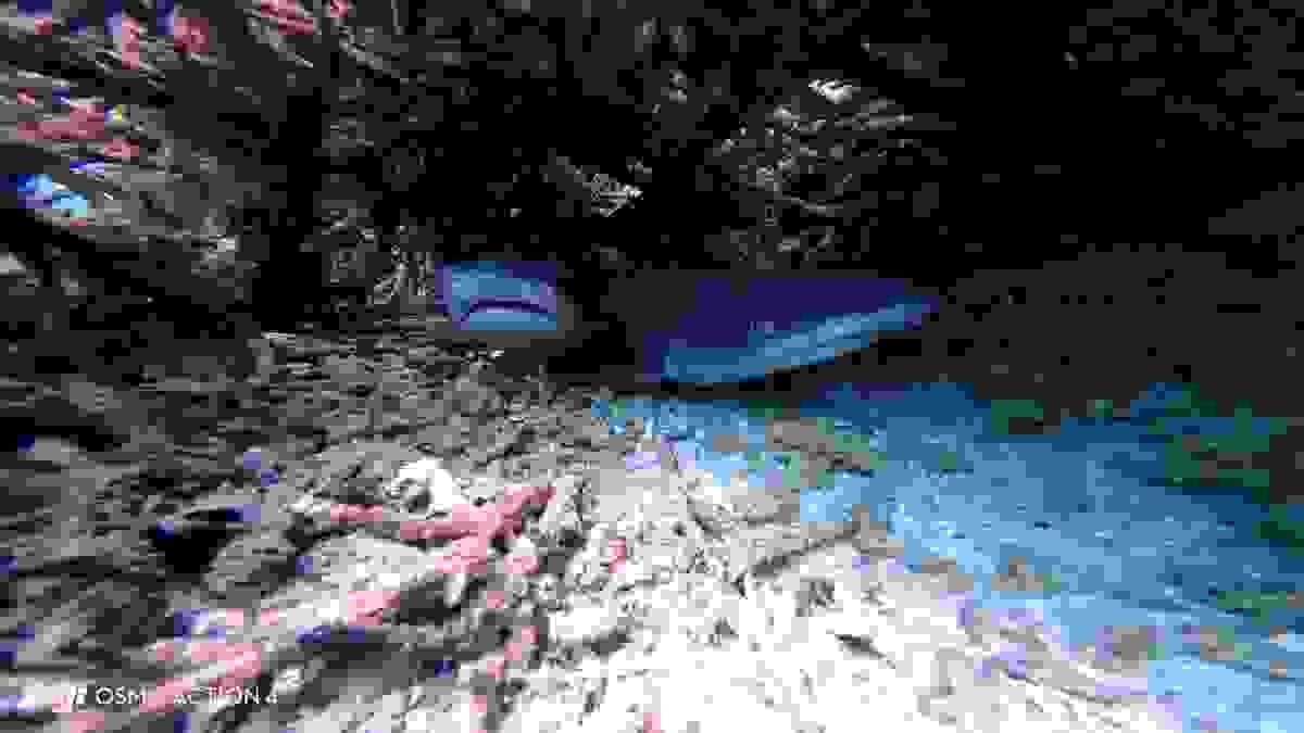 Requins à pointe blanche juvéniles dissimulés dans le récif artificiel de Sental à Nusa Penida Requins à pointe blanche juvéniles dissimulés dans le récif artificiel de Sental à Nusa Penida