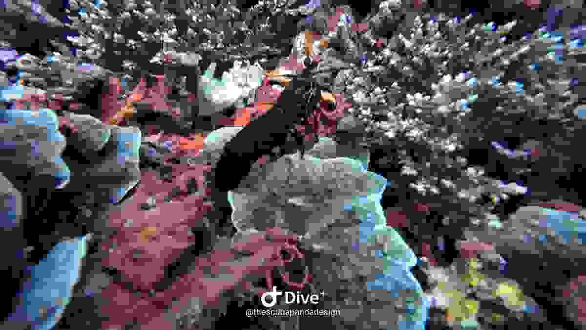 Mante de mer observée sur le récif de Mangrove à Nusa Penida Mante de mer observée sur le récif de Mangrove à Nusa Penida