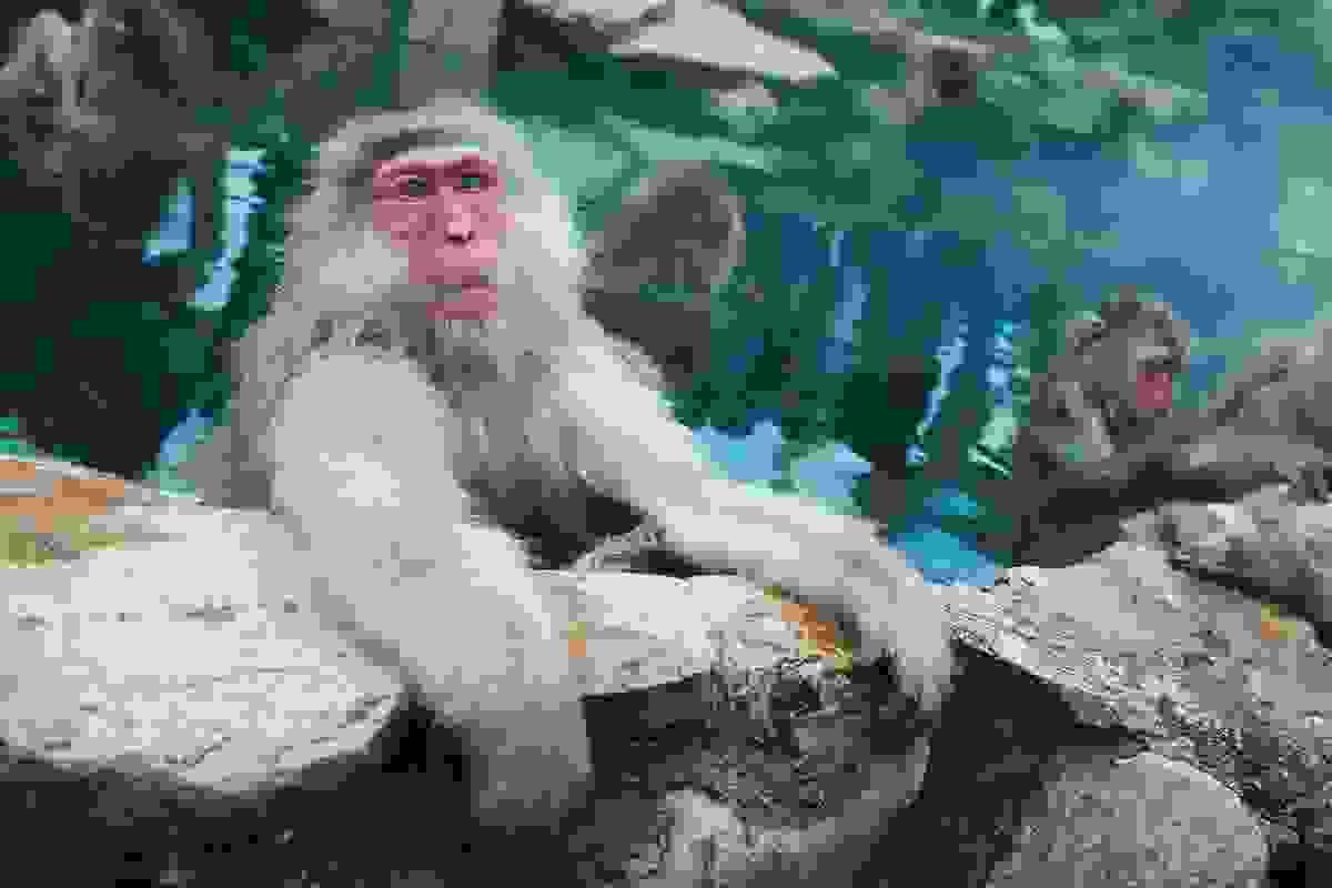 Section image