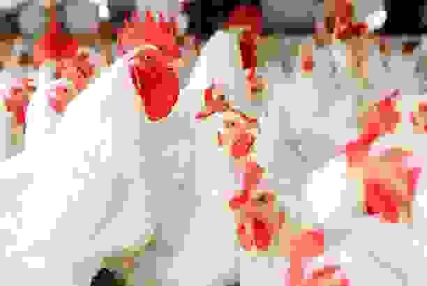 broken image
