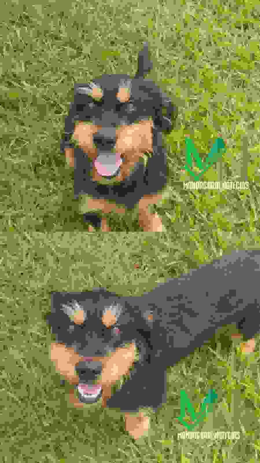broken image