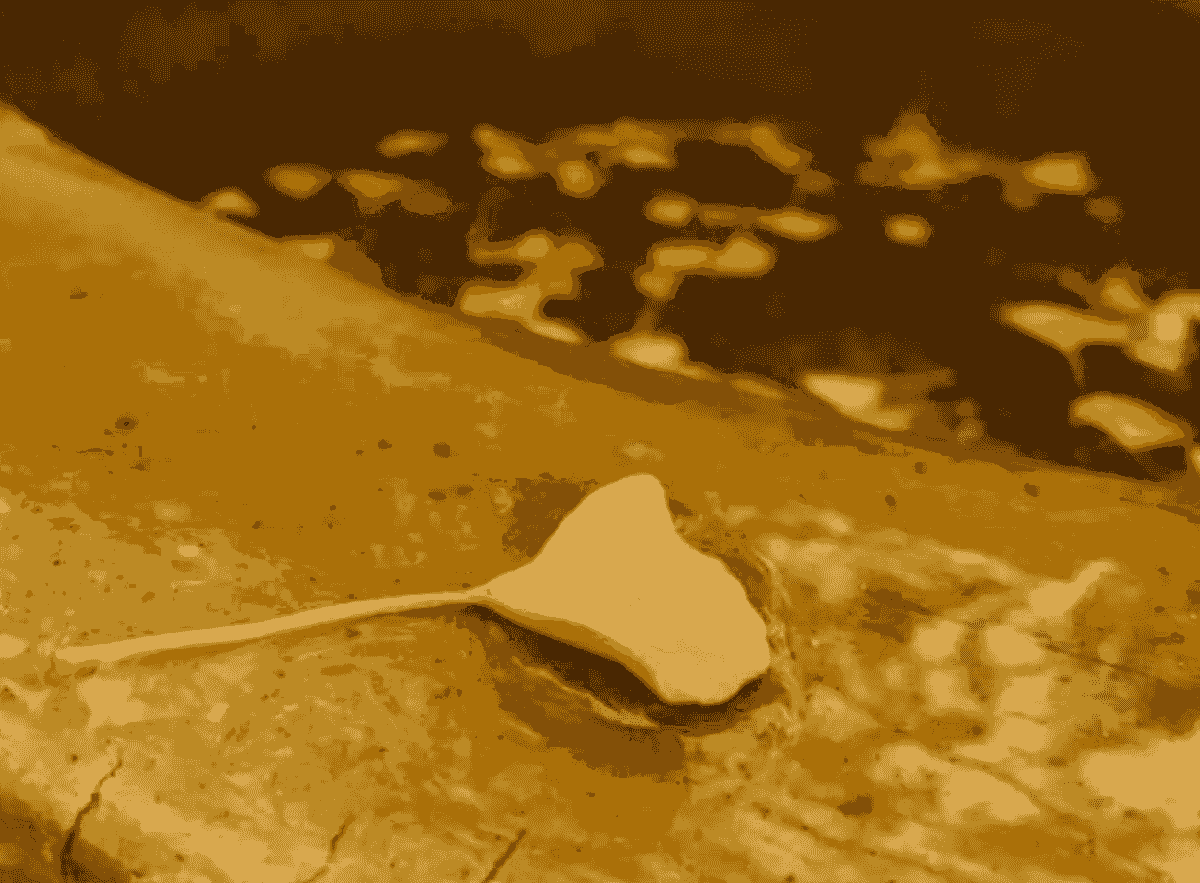 Section image