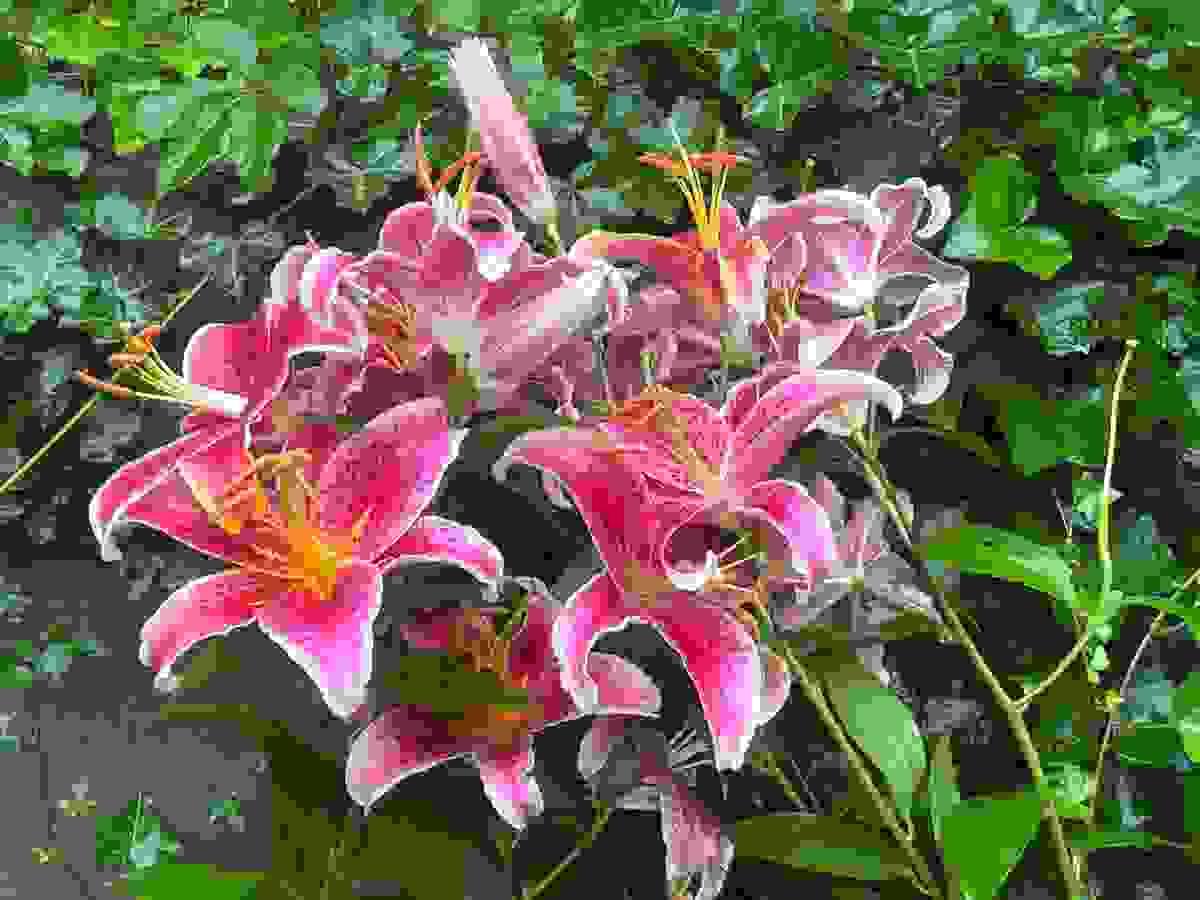 Section image