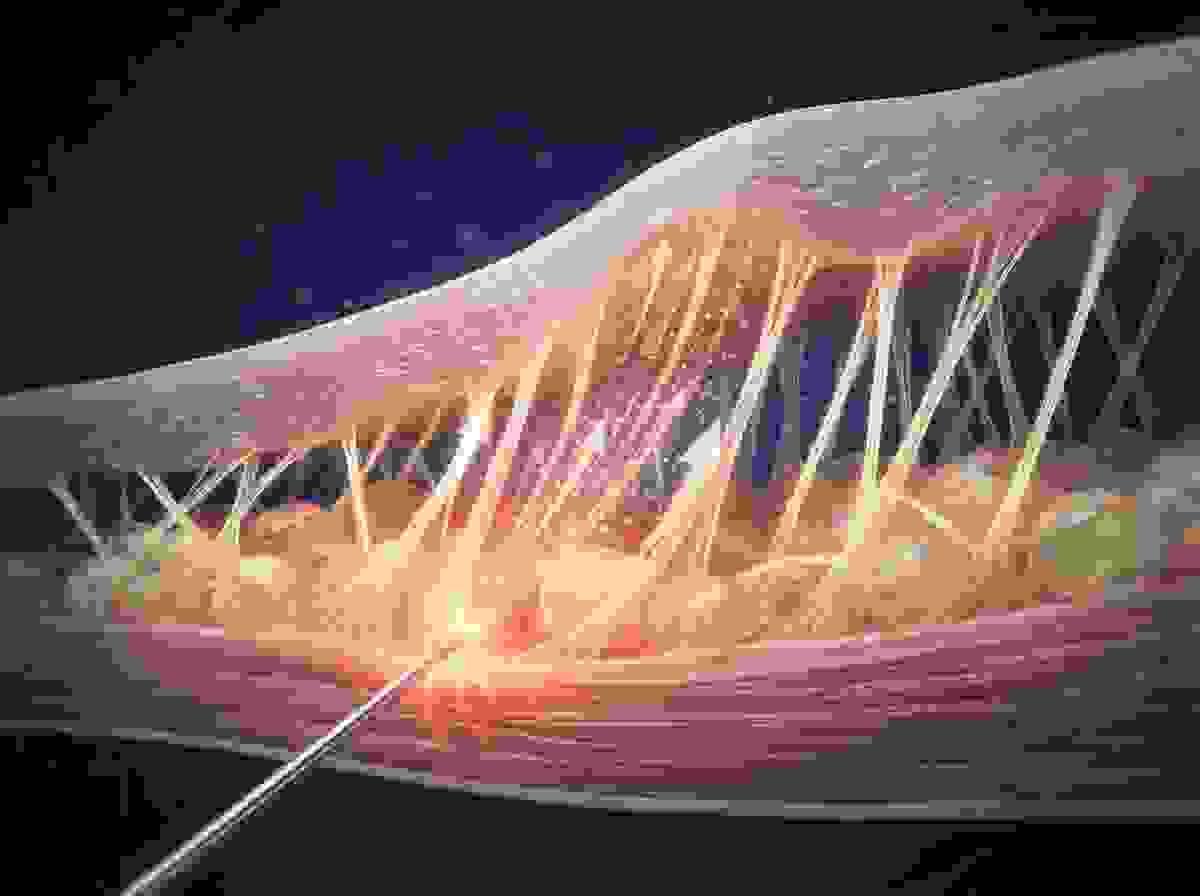 Section image