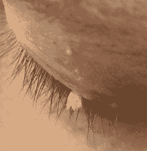 Section image