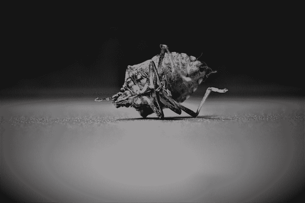 broken image